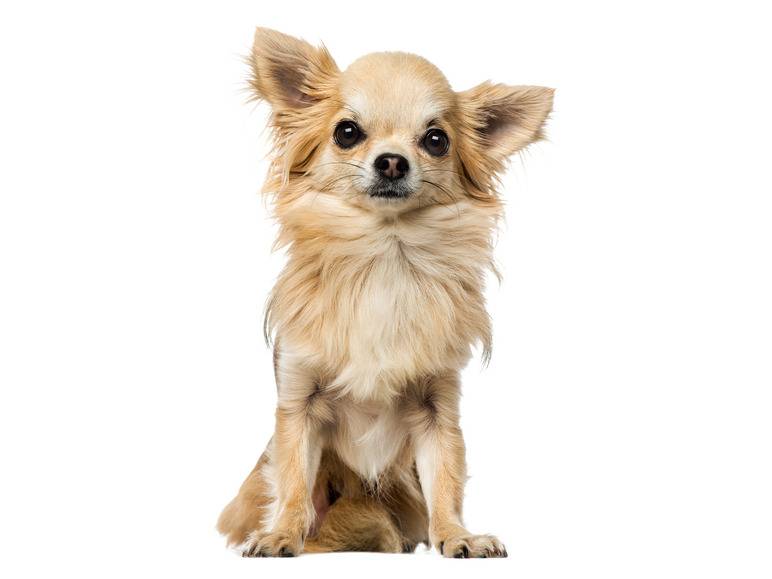 zoofari® Hundegeschirr, mit Zugkraftverteilung auf den Brustkorb Online Shopping