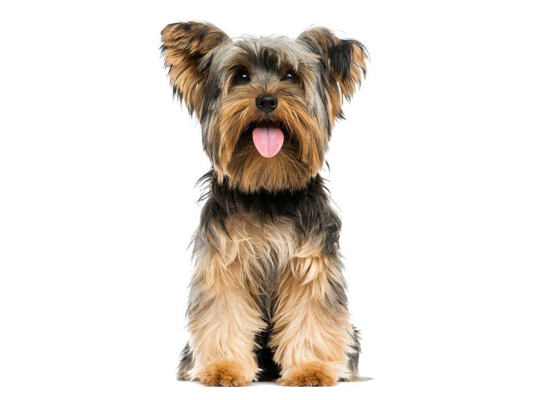 zoofari® Hundegeschirr, mit Zugkraftverteilung auf den Brustkorb Online Shopping