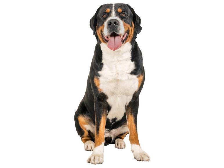 zoofari® Hundegeschirr, mit Klettstickern Preisnachlass
