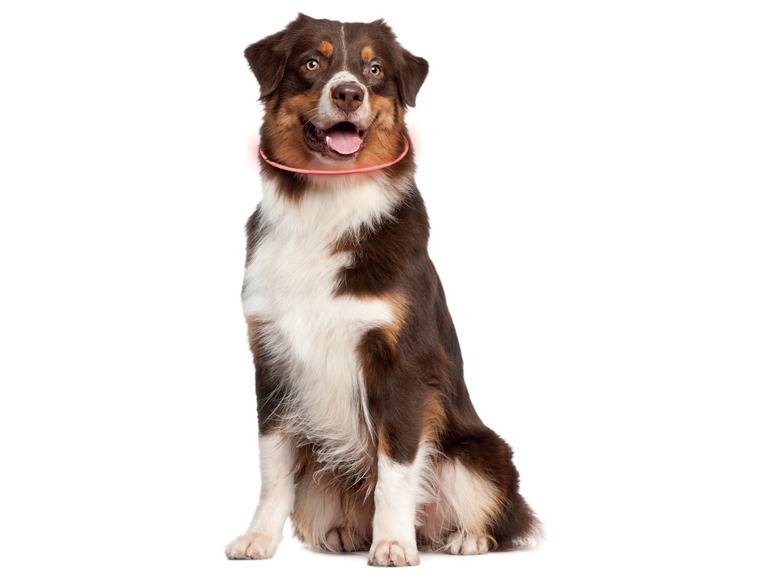 zoofari® LED-Leuchtschlauch Hundehalsband, mit 3 Leuchtfunktionen Zeitlich begrenztes Angebot