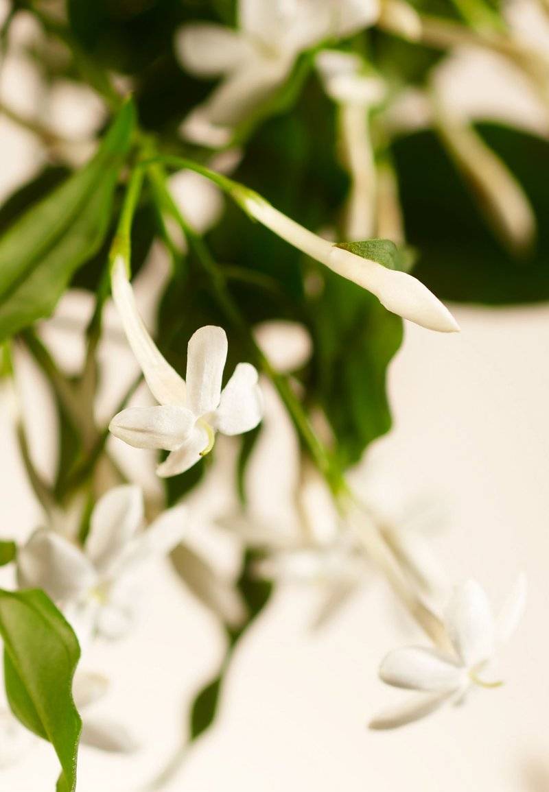 Rituals Rituals HOME PERFUME - SWEET JASMINE PRIVATE COLLECTION - FLORAL - Home fragrance Heißer Verkauf
